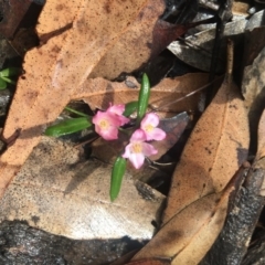 Boronia polygalifolia (Dwarf Boronia) at Mystery Bay, NSW - 18 Oct 2020 by LocalFlowers