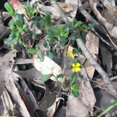 Hibbertia aspera subsp. aspera at Mystery Bay, NSW - 9 Oct 2020 by LocalFlowers