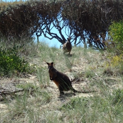 Wallabia bicolor (Swamp Wallaby) at Potato Point, NSW - 13 Oct 2020 by Laserchemisty