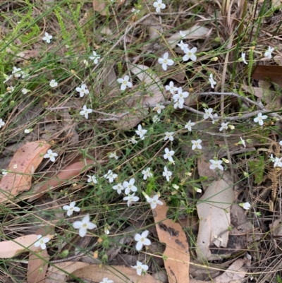 Unidentified Other Wildflower or Herb at Lake Tabourie, NSW - 19 Oct 2020 by margotallatt