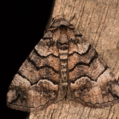 Dysbatus undescribed species (A Line-moth) at Melba, ACT - 19 Oct 2020 by kasiaaus