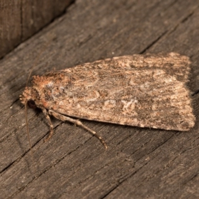 Hypoperigea tonsa (A noctuid moth) at Melba, ACT - 19 Oct 2020 by kasiaaus