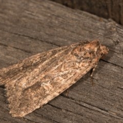 Hypoperigea tonsa at Melba, ACT - 19 Oct 2020