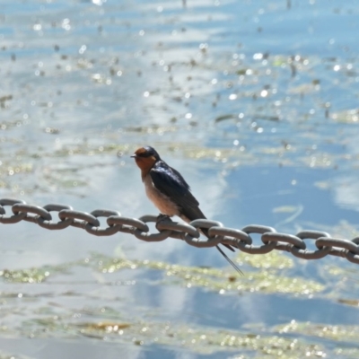 Hirundo neoxena (Welcome Swallow) at Gungahlin, ACT - 20 Oct 2020 by TrishGungahlin