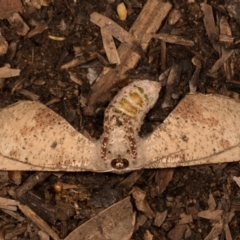 Circopetes obtusata at Melba, ACT - 19 Oct 2020