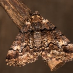 Cryphaea xylina (Woodland Geometrid) at Melba, ACT - 19 Oct 2020 by kasiaaus