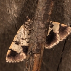 Cryphaea xylina at Melba, ACT - 19 Oct 2020