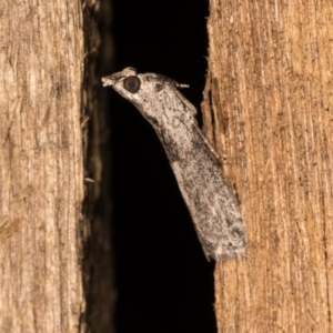 Phycitinae (subfamily) at Melba, ACT - 19 Oct 2020