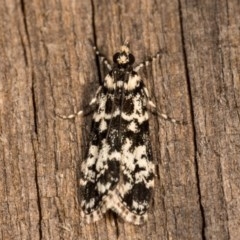 Scoparia exhibitalis (A Crambid moth) at Melba, ACT - 19 Oct 2020 by kasiaaus