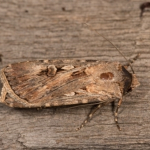 Agrotis munda at Melba, ACT - 19 Oct 2020 11:22 PM