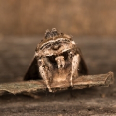 Agrotis munda at Melba, ACT - 19 Oct 2020 11:22 PM