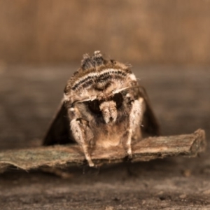 Agrotis munda at Melba, ACT - 19 Oct 2020 11:22 PM