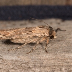 Agrotis munda at Melba, ACT - 19 Oct 2020 11:22 PM