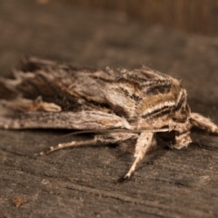 Agrotis munda at Melba, ACT - 19 Oct 2020 11:22 PM