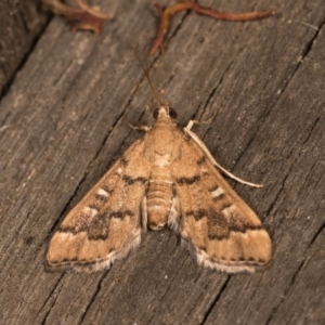 Nacoleia rhoeoalis at Melba, ACT - 19 Oct 2020