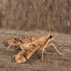 Nacoleia rhoeoalis at Melba, ACT - 19 Oct 2020