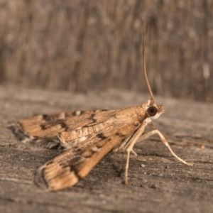 Nacoleia rhoeoalis at Melba, ACT - 19 Oct 2020