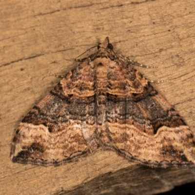 Epyaxa subidaria (Subidaria Moth) at McKellar, ACT - 19 Oct 2020 by kasiaaus