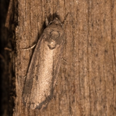 Athetis tenuis (Plain Tenuis Moth) at Melba, ACT - 19 Oct 2020 by kasiaaus