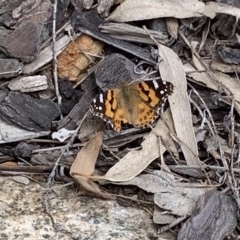 Vanessa kershawi (Australian Painted Lady) at Black Range, NSW - 20 Oct 2020 by Steph H