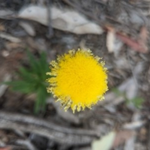 Coronidium scorpioides at Lake George, NSW - 20 Oct 2020