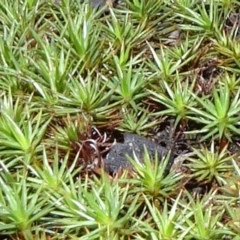 Polytrichaceae sp. (family) (A moss) at O'Connor, ACT - 18 Oct 2020 by JanetRussell