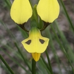 Diuris sulphurea (Tiger Orchid) - 1 Jan 1900 by MPennay