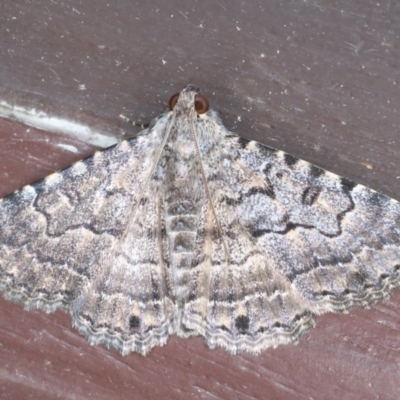 Diatenes aglossoides (An Erebid Moth) at Lilli Pilli, NSW - 2 Oct 2020 by jbromilow50