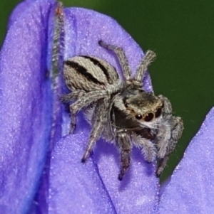 Maratus scutulatus at Hughes, ACT - 20 Oct 2020 04:22 PM