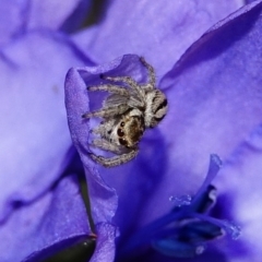 Maratus scutulatus at Hughes, ACT - 20 Oct 2020