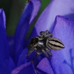 Maratus scutulatus at Hughes, ACT - 20 Oct 2020 04:22 PM