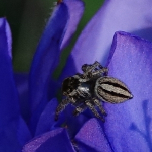 Maratus scutulatus at Hughes, ACT - 20 Oct 2020