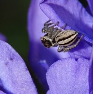 Maratus scutulatus at Hughes, ACT - 20 Oct 2020