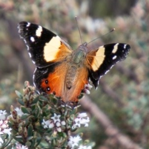 Vanessa itea at Cotter River, ACT - 13 Oct 2020