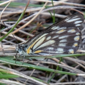 Belenois java at Cotter River, ACT - 13 Oct 2020 01:09 PM