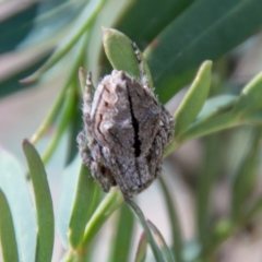 Socca pustulosa (Knobbled Orbweaver) at Bimberi Nature Reserve - 12 Oct 2020 by SWishart