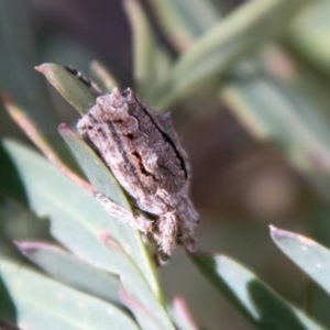 Socca pustulosa at Brindabella, NSW - 13 Oct 2020