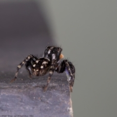 Euophryinae sp.(Undescribed) (subfamily) at Macgregor, ACT - 20 Oct 2020