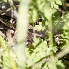 Ctenotus robustus (Robust Striped-skink) at Holt, ACT - 14 Oct 2020 by SWishart