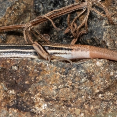 Ctenotus taeniolatus (Copper-tailed Skink) at Acton, ACT - 20 Oct 2020 by Roger
