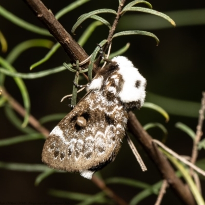 Genduara punctigera (Spotted Clear Winged Snout Moth) at Acton, ACT - 20 Oct 2020 by Roger