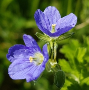 Erodium crinitum at Griffith, ACT - 20 Oct 2020