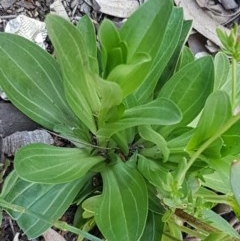 Centaurium erythraea at Bruce, ACT - 20 Oct 2020 02:40 PM