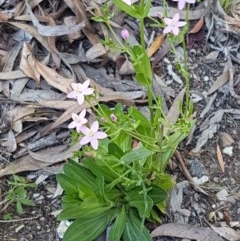 Centaurium erythraea at Bruce, ACT - 20 Oct 2020