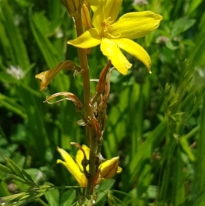 Bulbine bulbosa at Griffith, ACT - 20 Oct 2020