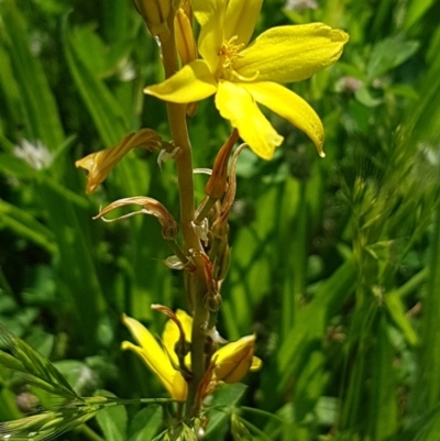 Bulbine bulbosa (Golden Lily) at Bass Gardens Park, Griffith - 20 Oct 2020 by SRoss