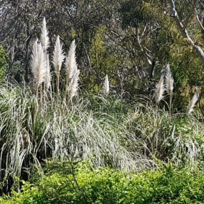 Cortaderia selloana (Pampas Grass) at Bruce, ACT - 20 Oct 2020 by tpreston