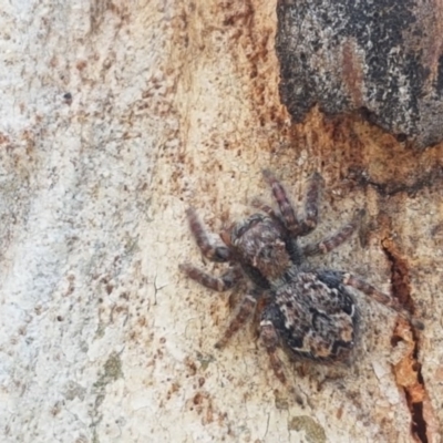 Servaea sp. (genus) (Unidentified Servaea jumping spider) at Bruce, ACT - 20 Oct 2020 by tpreston
