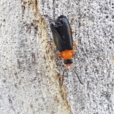 Heteromastix sp. (genus) (Soldier beetle) at Bruce, ACT - 20 Oct 2020 by tpreston