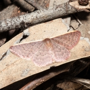 Idaea costaria at Acton, ACT - 20 Oct 2020 12:39 PM